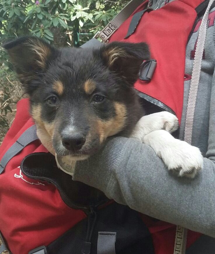 Aussie STAN (@heidert72) on Twitter photo 