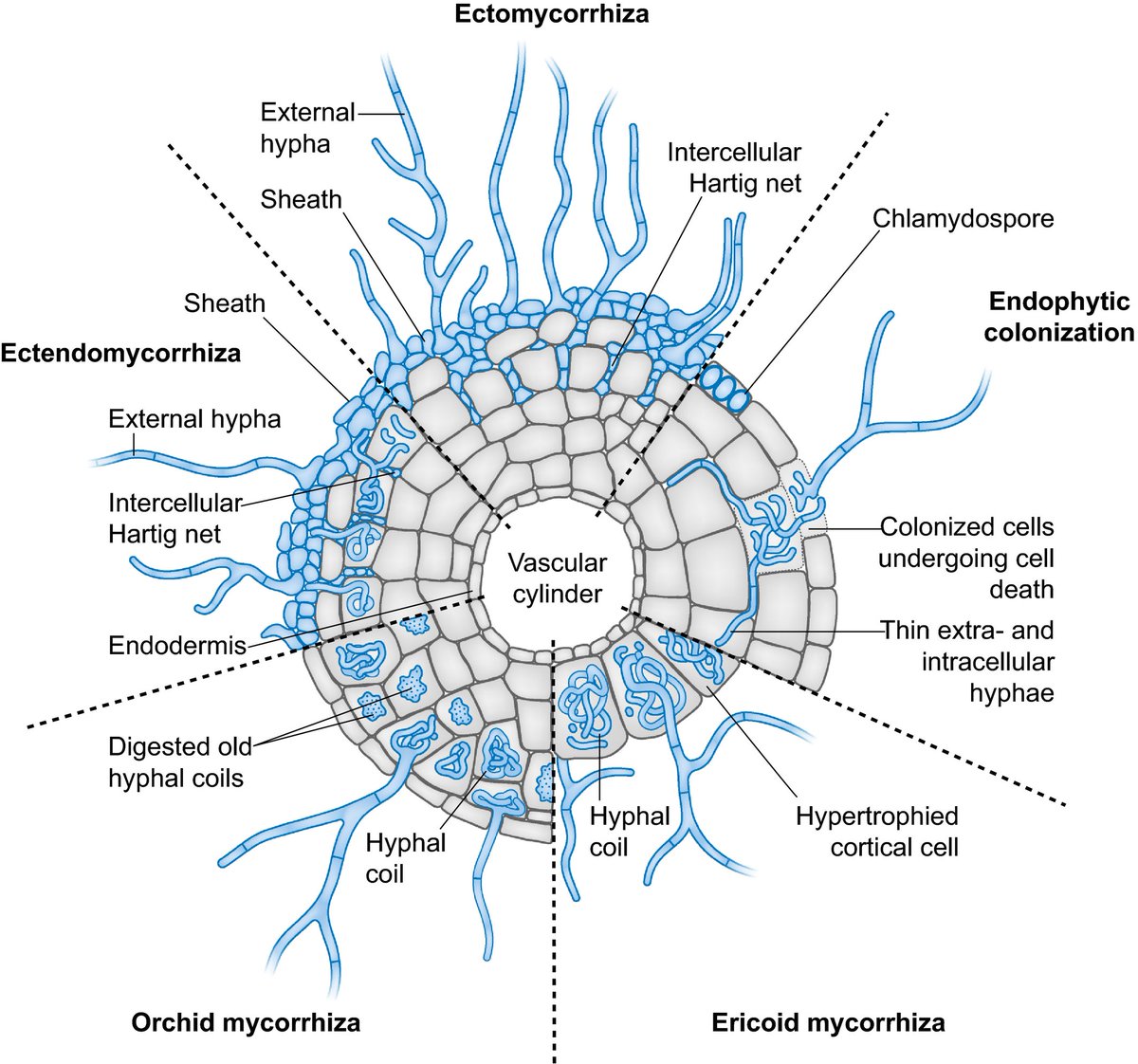 NewPhyt's tweet photo. #Tansleyreview: Sebacinales – one thousand and one interactions with land plants https://t.co/XzvuQenJrw https://t.co/IzaCwKbXFu