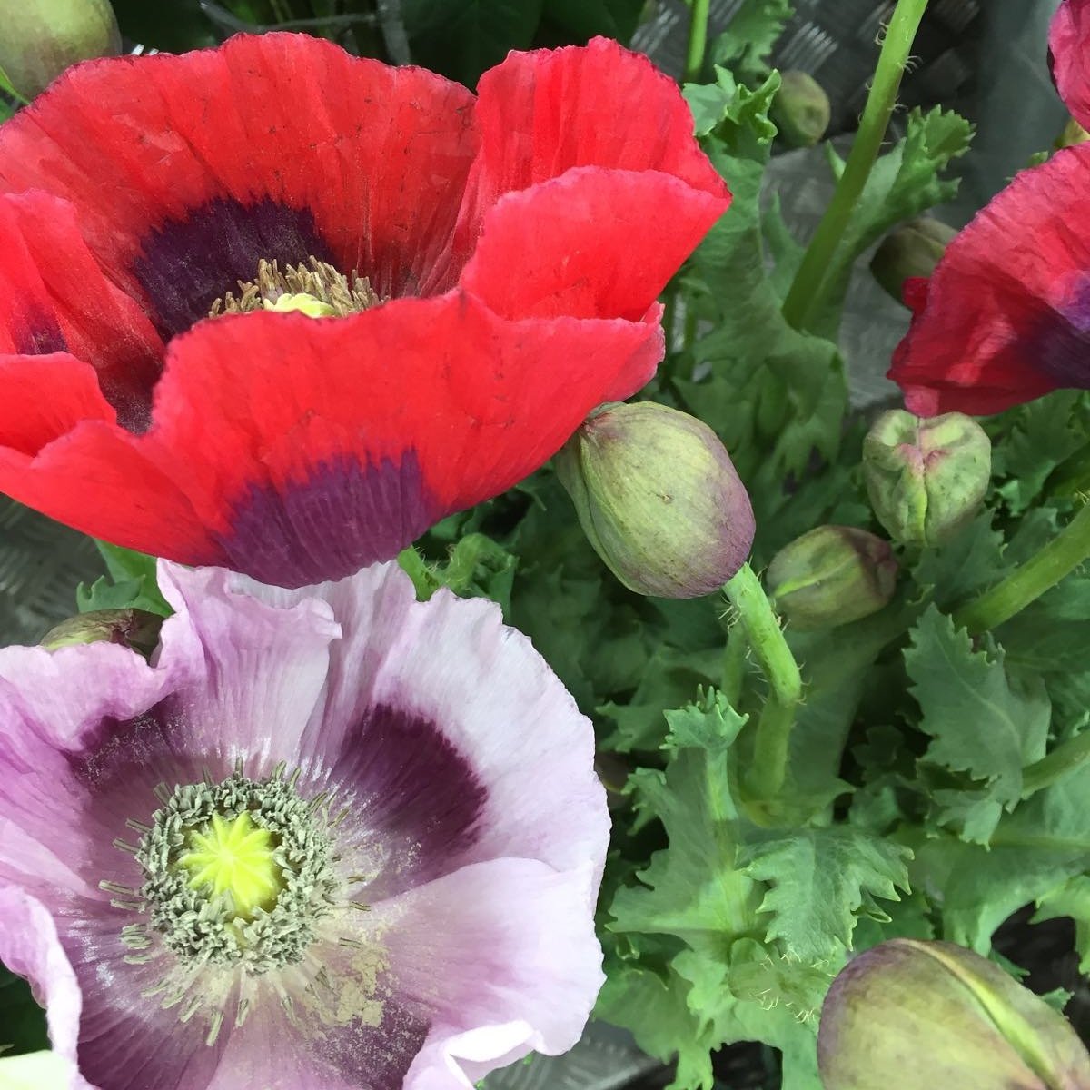 #flowers #flower #london #england #uk #flowerschelsea #chelsea #events #poppies #catalina