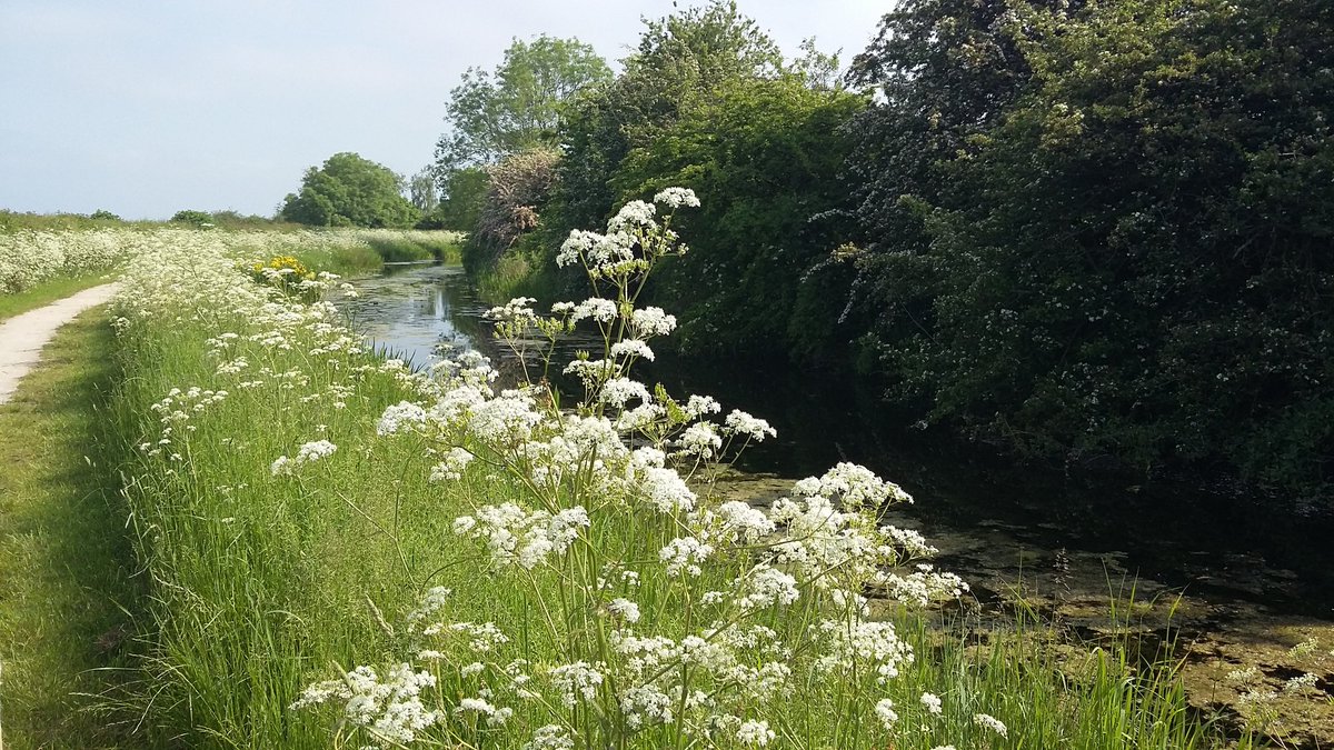 the_write_words's tweet photo. Seeing #cowparsley in a different light since @TheMontyDon said he was a fan on #gardenersworld @GranthamCanal https://t.co/JHPWCfjWo0