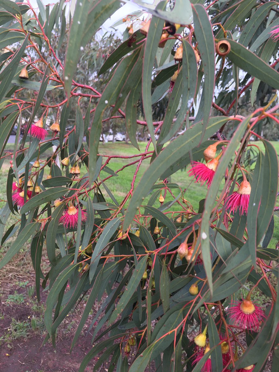 iassidd19's tweet photo. Check our 'list' of presenters (to expand to delegates) are you going to #iassidd16 ? Melb gumtree flowers for you! https://t.co/6zLge5gzhT