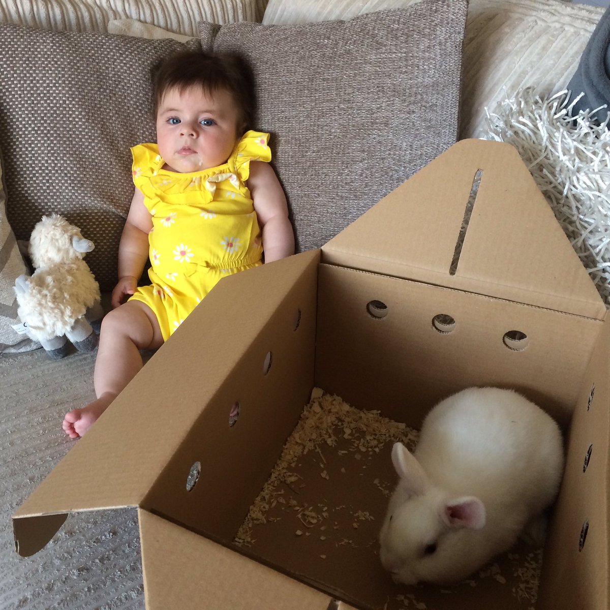 MissAnd14's tweet photo. Meet my little Martha 🐰 https://t.co/MpWlrHXgxt
