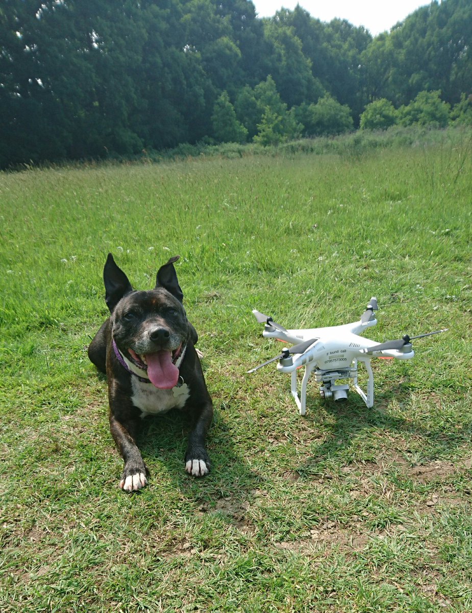 bradbcam's tweet photo. Sunny day out with Larry #phantom3 and pixie #Staffy #copthorne #drone https://t.co/safrO23Ygb