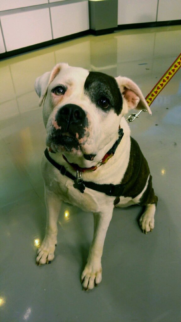 Meet Gretchen, in a shelter for 3 years! 😢 She and her friends, on The Pet Parade in 10! #wbz