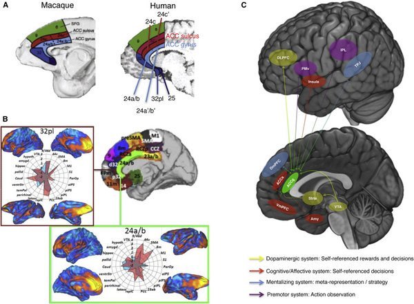 neuroraf's tweet image. Cingulate Gyrus &amp;amp; Social Cognition: Tracking Others&apos; Motivation cell.com/neuron/fulltex… by @brain_apps &apos; team