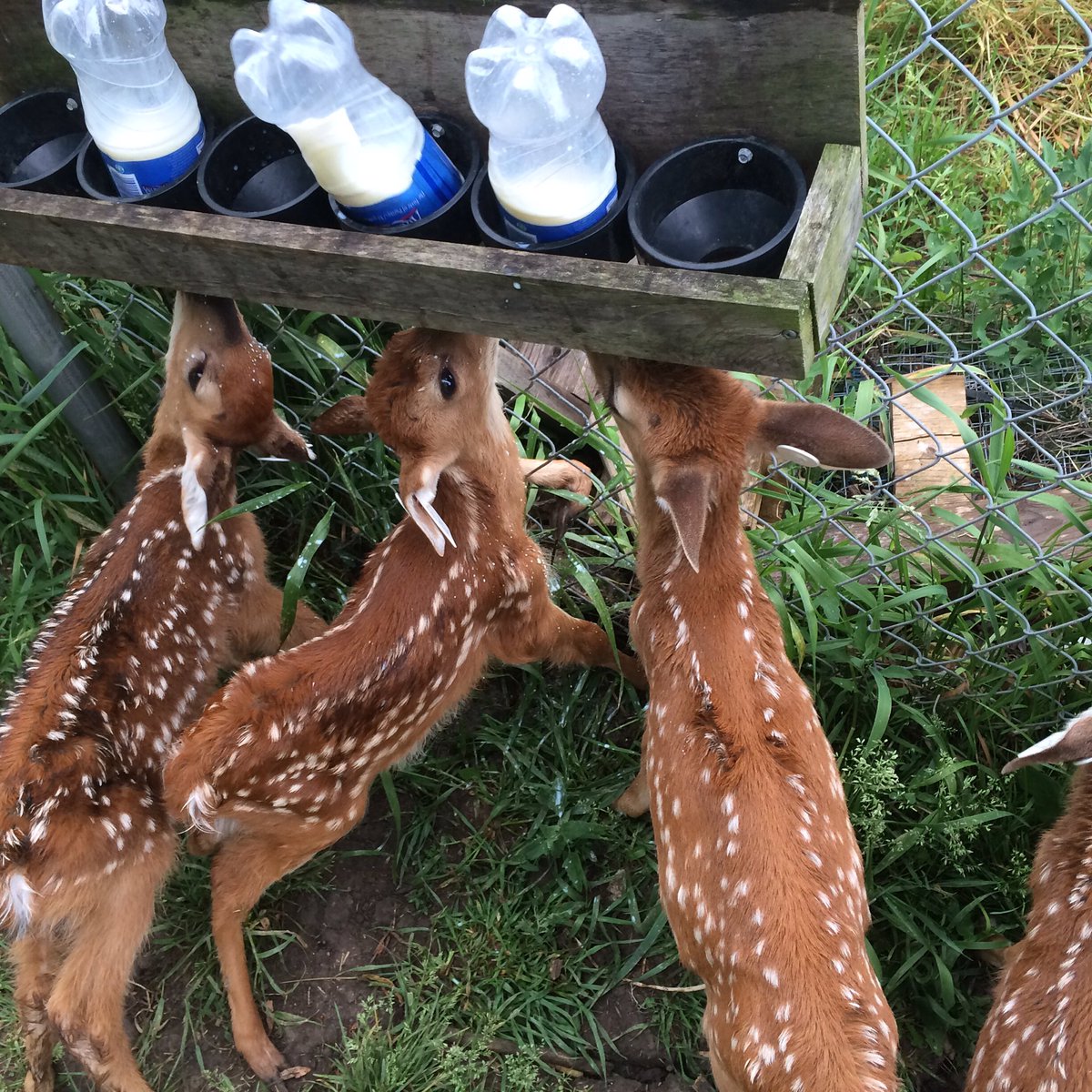 Dairy-bar at @hobbitsteeWR to prevent human habitation we make fawns feed themselves. #wildlifeorphans