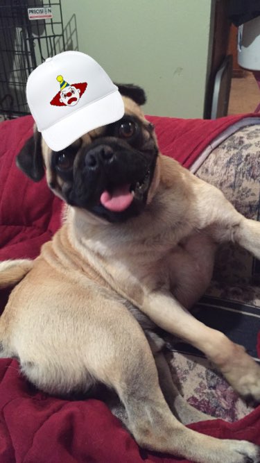 customizeapp's tweet photo. Another Dog with #glasses. This is Nelson! #recustomize https://t.co/lkWrq9scWe
