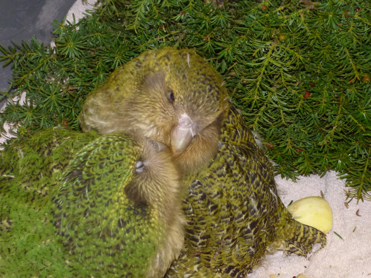 These are young Kakapos soon to be released in New Zealand.They were almost extinct, but now doing well. Can be done