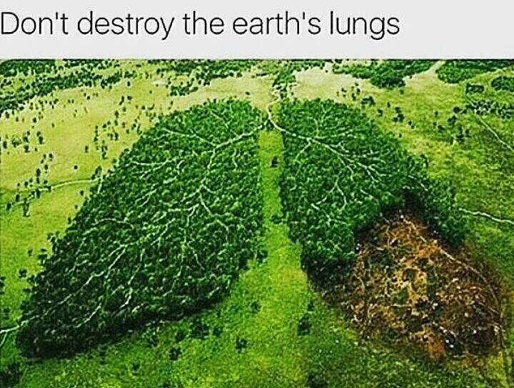 diegoribeiroof's tweet photo. Não destrua os pulmões da Terra #WorldEnvironmentDay2016 #DiaMundialDoMeioAmbiente #MeioAmbiente #Greenpeace 🌳🐝🌺🐘🌾🐠🌵 https://t.co/J90c4Ljcme
