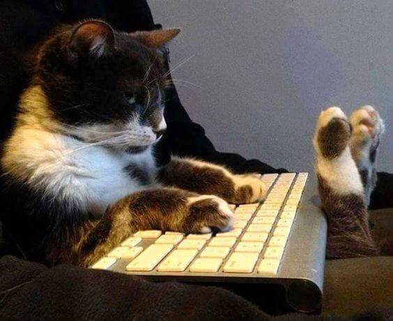 Alors_Chat tweet picture