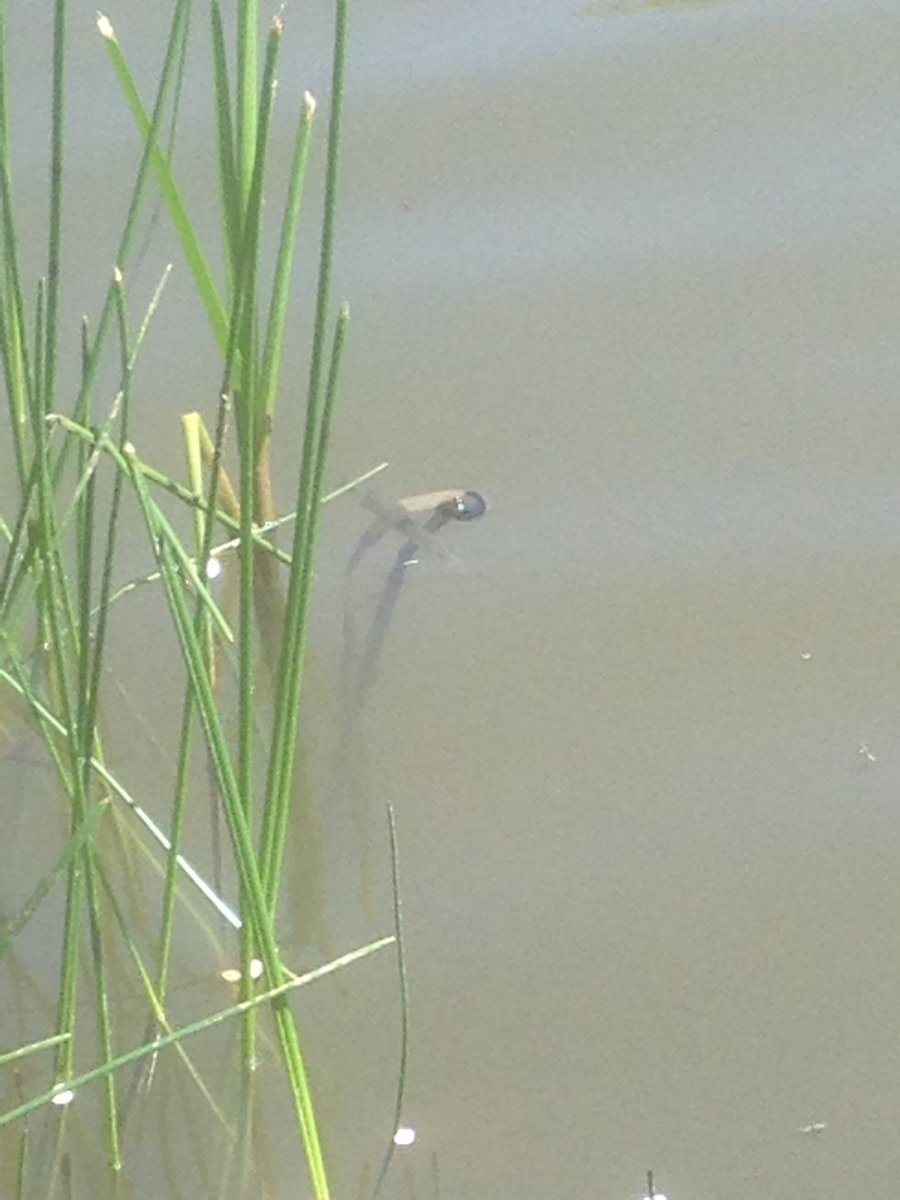 moorecarp's tweet photo. Tiny pike munching fry... #fishing #predatorfishing https://t.co/xGSXMg5vol