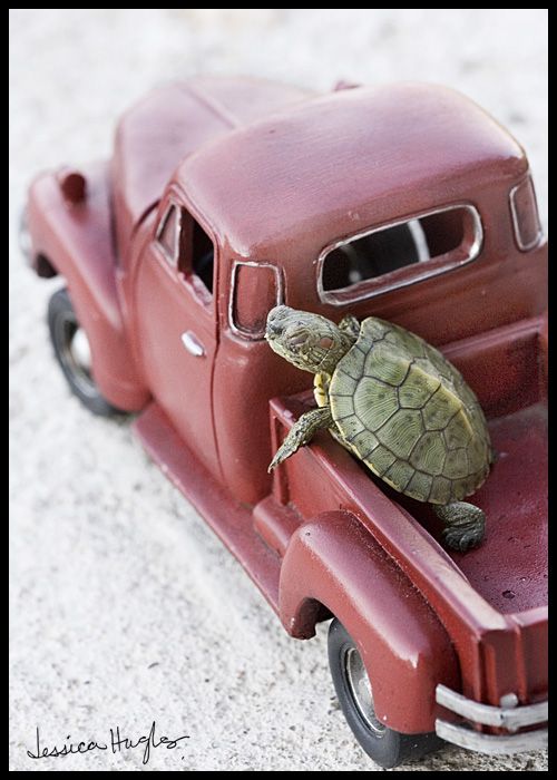 customtirecamp1's tweet image. Life speeds by, so slow down, grab your keys and take a scenic drive today!  #TurtlePace  #SundayDrive