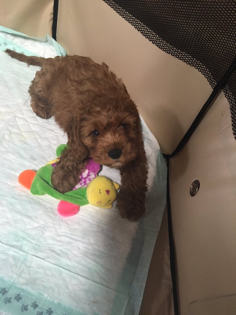 bayytullo's tweet photo. Ok im sorry but this dog is just the cutest thing in the world https://t.co/QbQtHCayD9