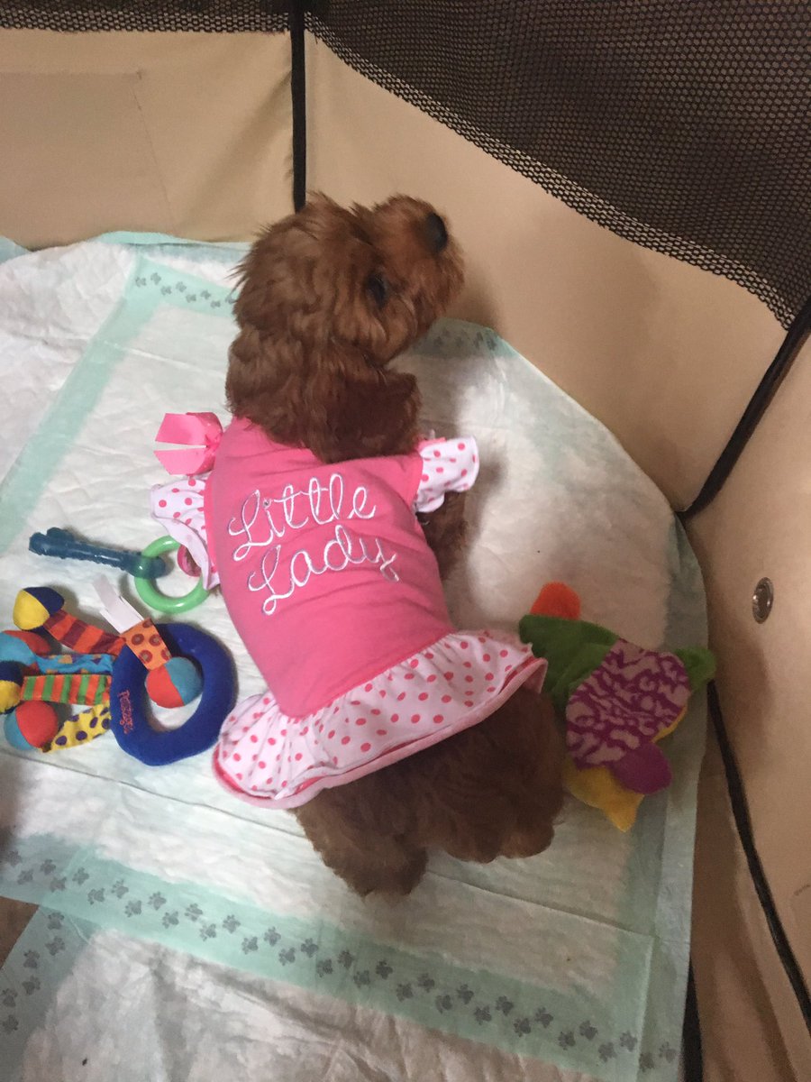 bayytullo's tweet photo. Ok im sorry but this dog is just the cutest thing in the world https://t.co/QbQtHCayD9