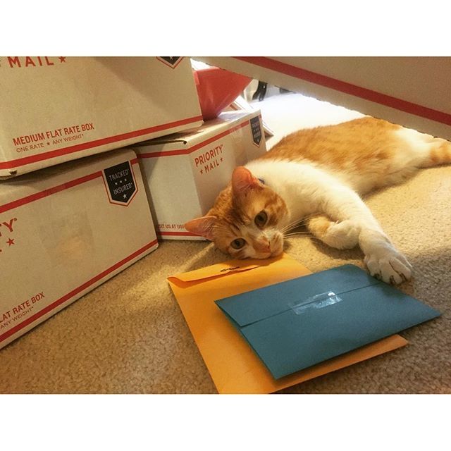 arch_mailboxes's tweet photo. #NationalCatMonth 🐱💌 #USPS #Package #Mail #Letters #Cat #MailCat https://t.co/oM2J8DAwz0
