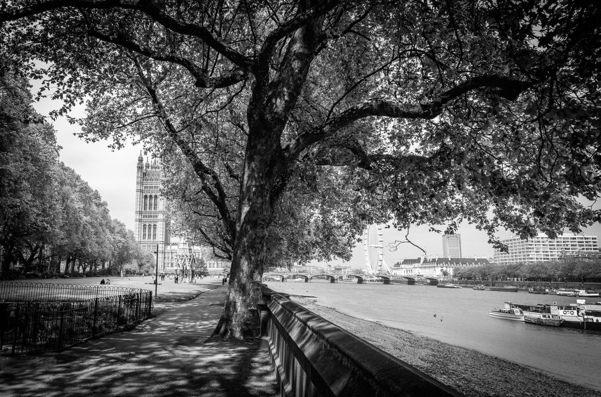 SHadleighSparks's tweet photo. #LondonTreeWeek #LondonCanopy #TreeCharter @TreesforCities @TheStreetTree London Planes - Southbank &amp; Northbank https://t.co/BMLatCJvbc