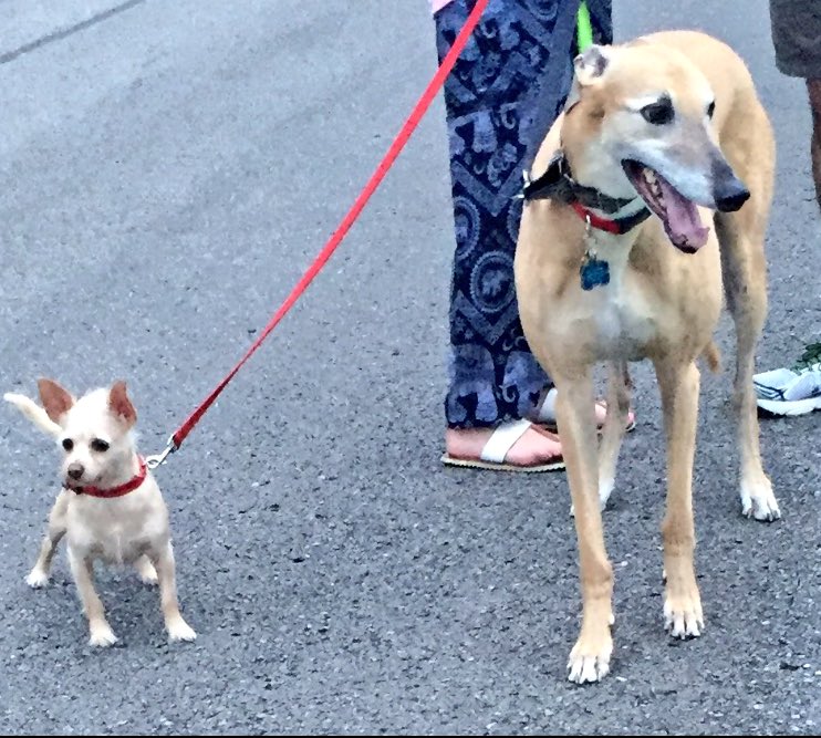southerndog1's tweet photo. Sonny's Sunday Funday with his other bestie @littlestcorky....morning walkies. #dogsoftwitter @pkn4645 @abbyleigh2 https://t.co/IIVJintuhF