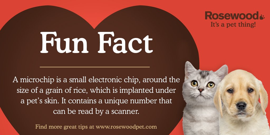 rosewoodpet's tweet photo. What is a microchip? #microchipmonth https://t.co/4X1KEvCUVy