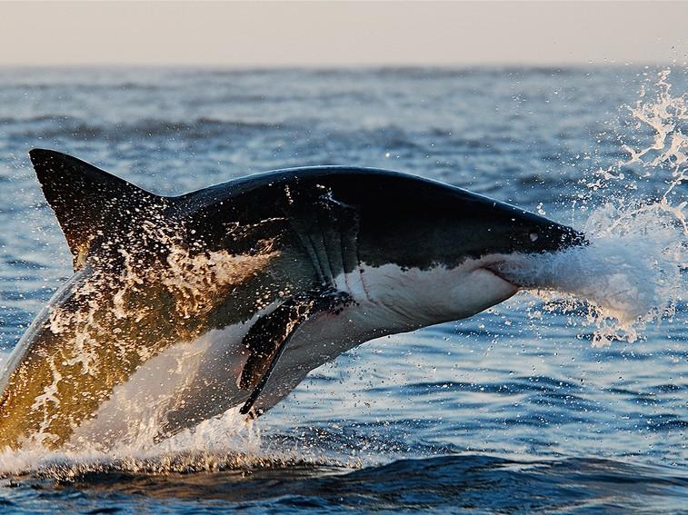 NatGeoAnimals's tweet photo. Great whites can swim vertically, breaching their entire bodies out of the water #AfricasDeadliest https://t.co/5Isa33wK6h
