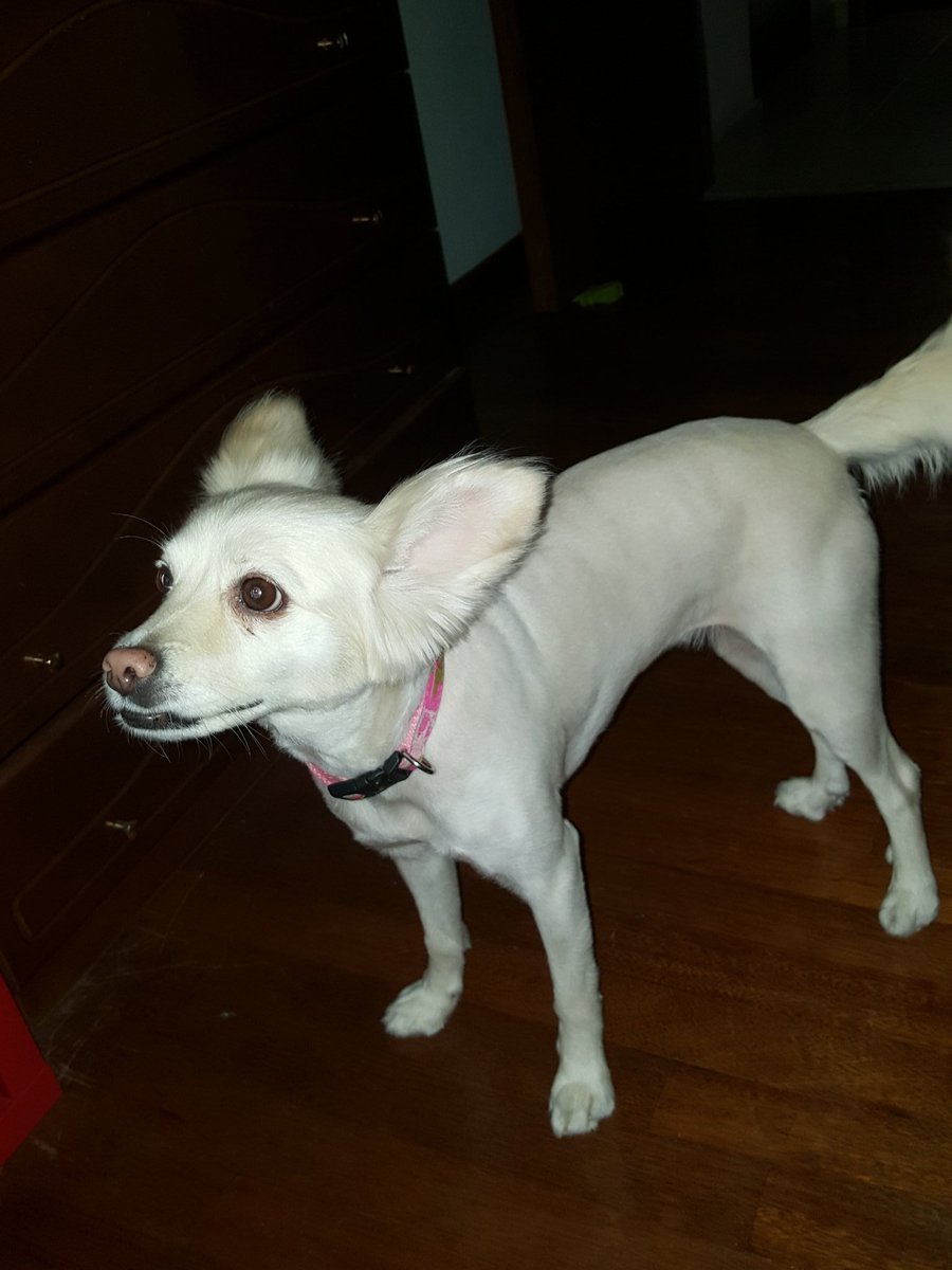 JKoilias's tweet photo. #mydog🐕🐶❤ https://t.co/PjwMbNucIB