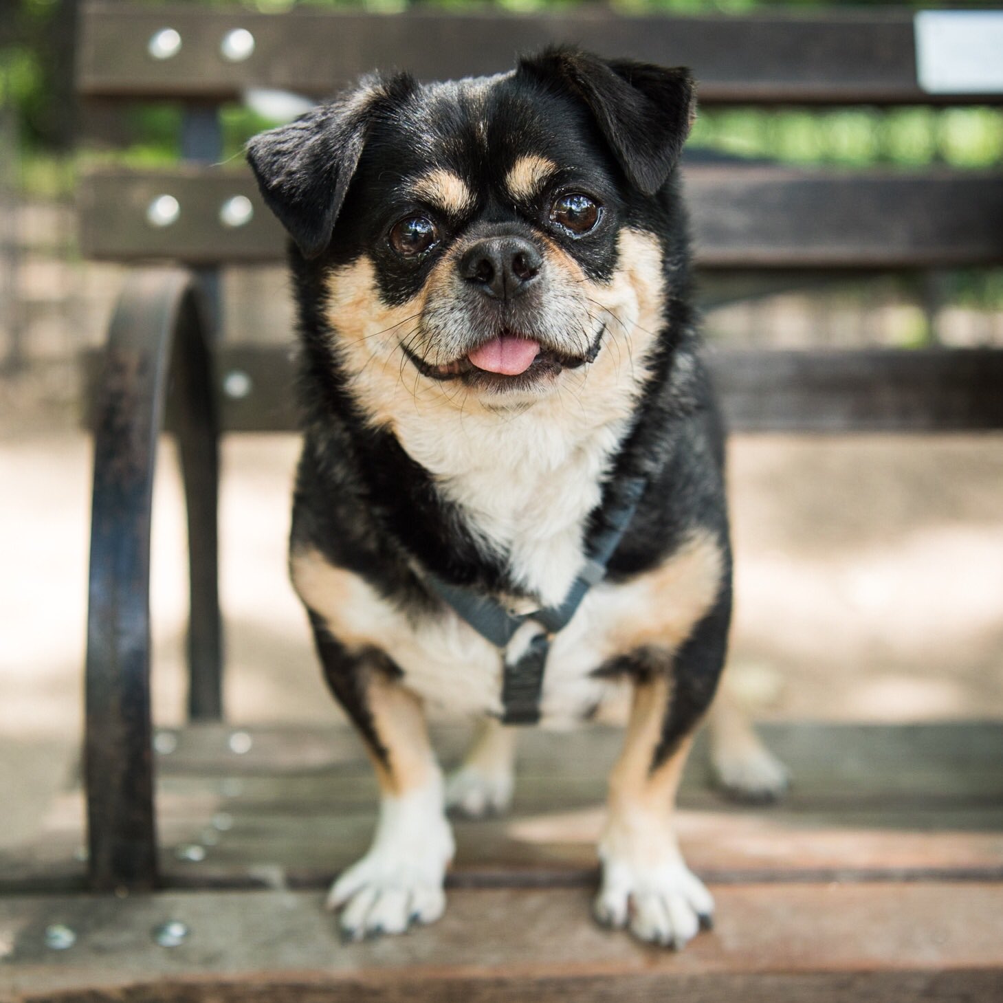The Dogist on Twitter "Pie, Chug (Chihuahua/Pug mix; 10 y
