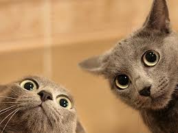 KittyCatWeb's tweet image. Huhh what is that? :-)