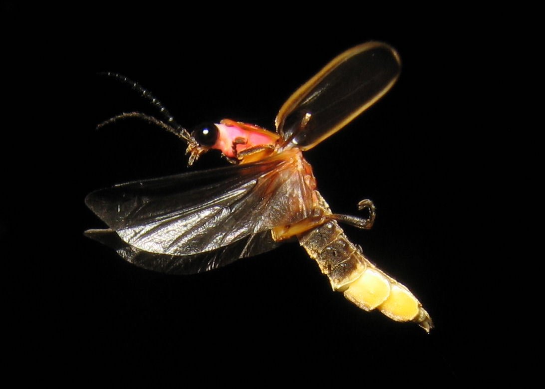 Bigrank38's tweet photo. I'm analyzing and observing firefly activity in my backyard for the @museumofscience on firefly's #mayedit https://t.co/xgybwHCgn4