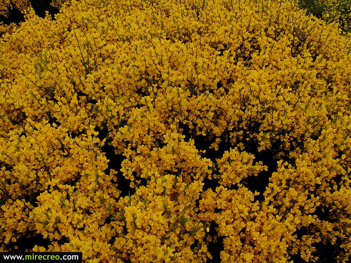 mirecreoweb's tweet photo. El espectáculo cromático de los piornos en flor. #Gredos #Avila @SienteCyL @CyLesVida @destinocyl @GredosIruelas https://t.co/1RBdFGMqcu