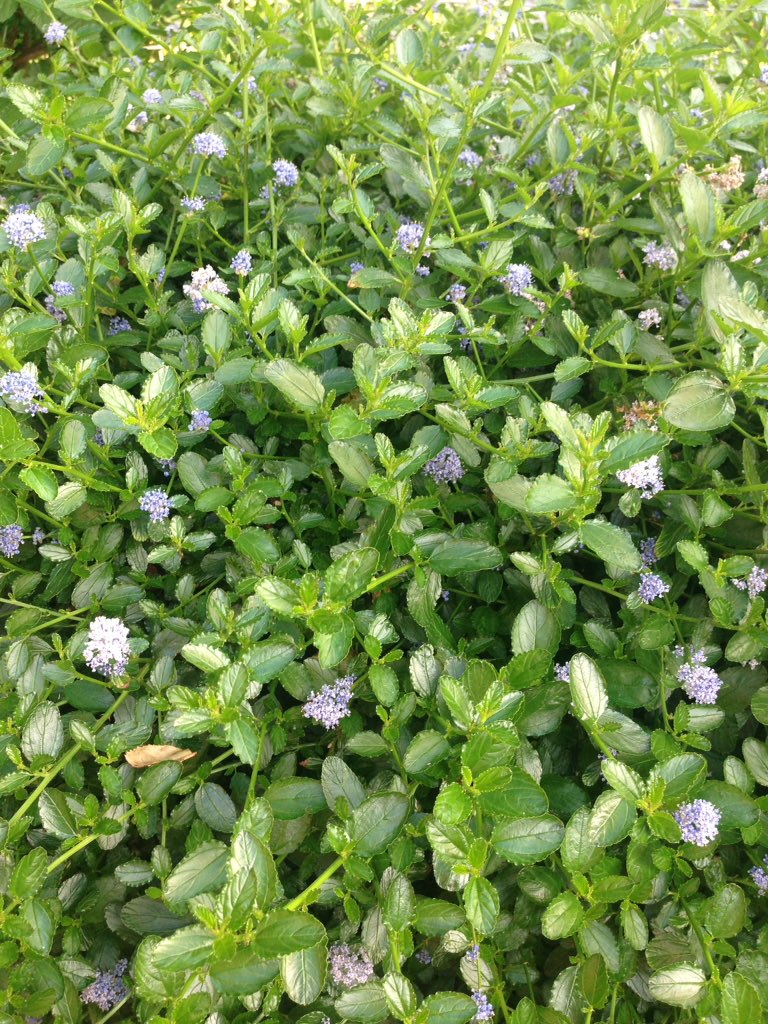 cathbooth's tweet photo. Ceanothus, campion, broccoli flower, soil.
June = CMYK
#allotment for #printworkers https://t.co/LPd6e8WTxg
