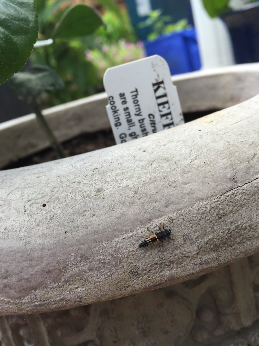 robgin's tweet image. Happy to see this badass in the garden today! Eat up Juanita!