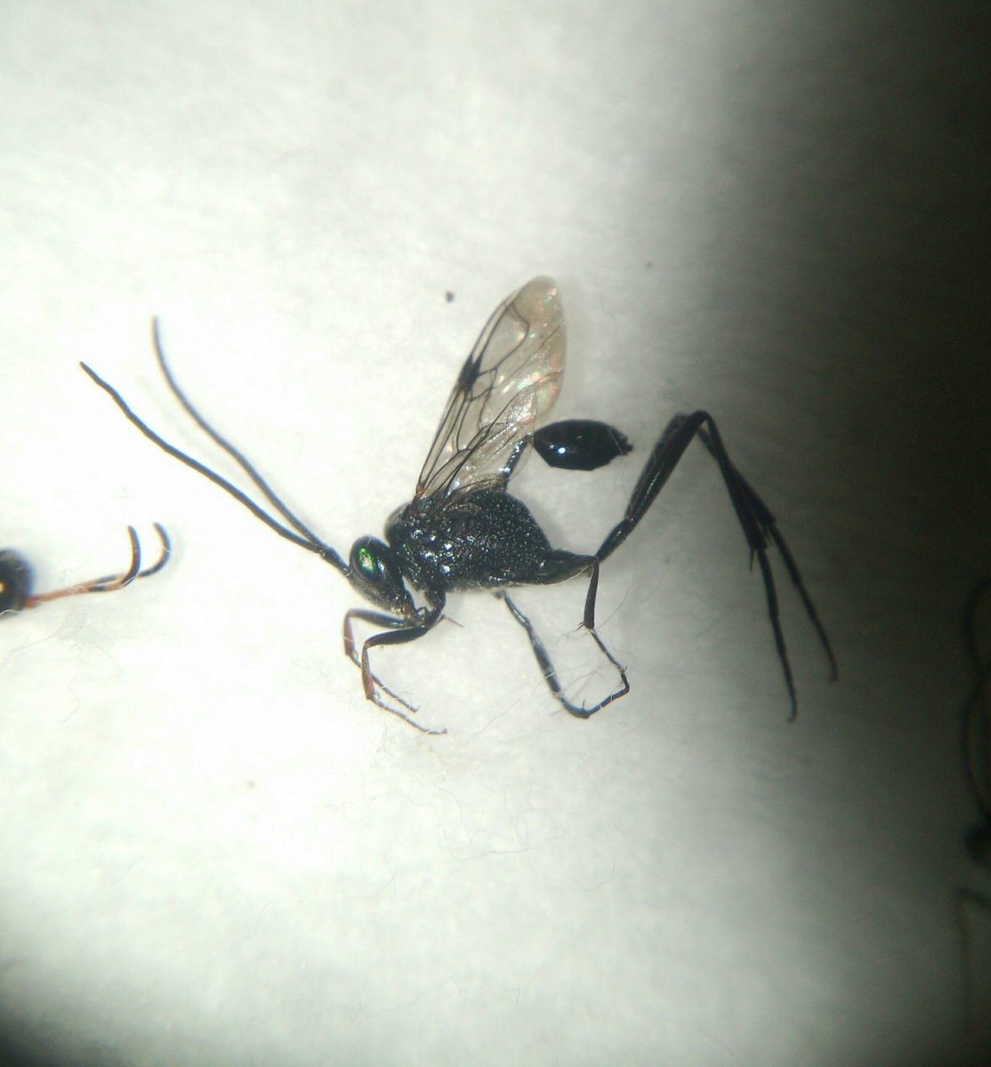 蟲採蜂 U Tvitteri ゴキブリヤセバチ科evaniidae Sp ここ最近縁がある 先週の部活でも採れた ゴキブリの卵に寄生するとか ぜひ人家に来てもらいたいものだww