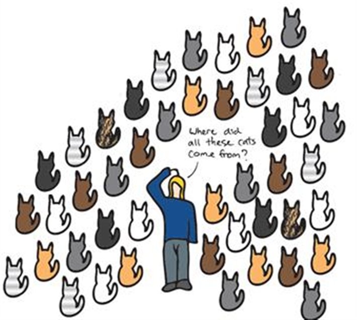 KittyCatWeb's tweet image. Did you know...
A  2007 study concluded that domestic cats descended from wildcats, from around 8,000 BCE.