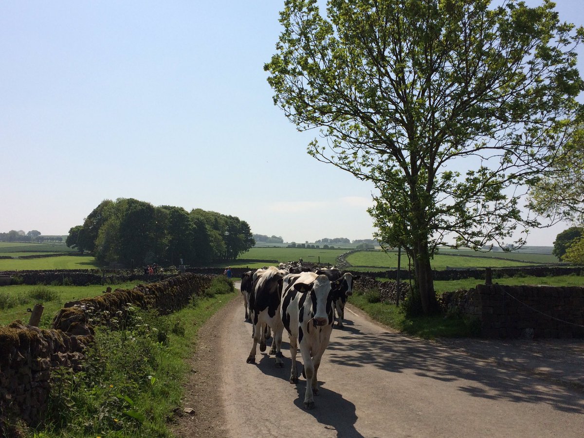 PorteusVicky's tweet photo. Stopping traffic as visitors helped bring the cows in at Rusty Farming this afternoon. #arlaofs2016 @ArlaFoodsUK https://t.co/7T38hJ9NTB