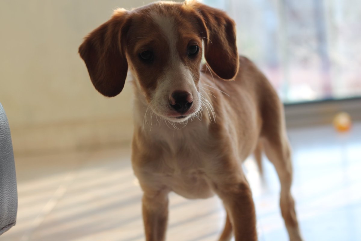 Cachorros Pulgosas tweet media