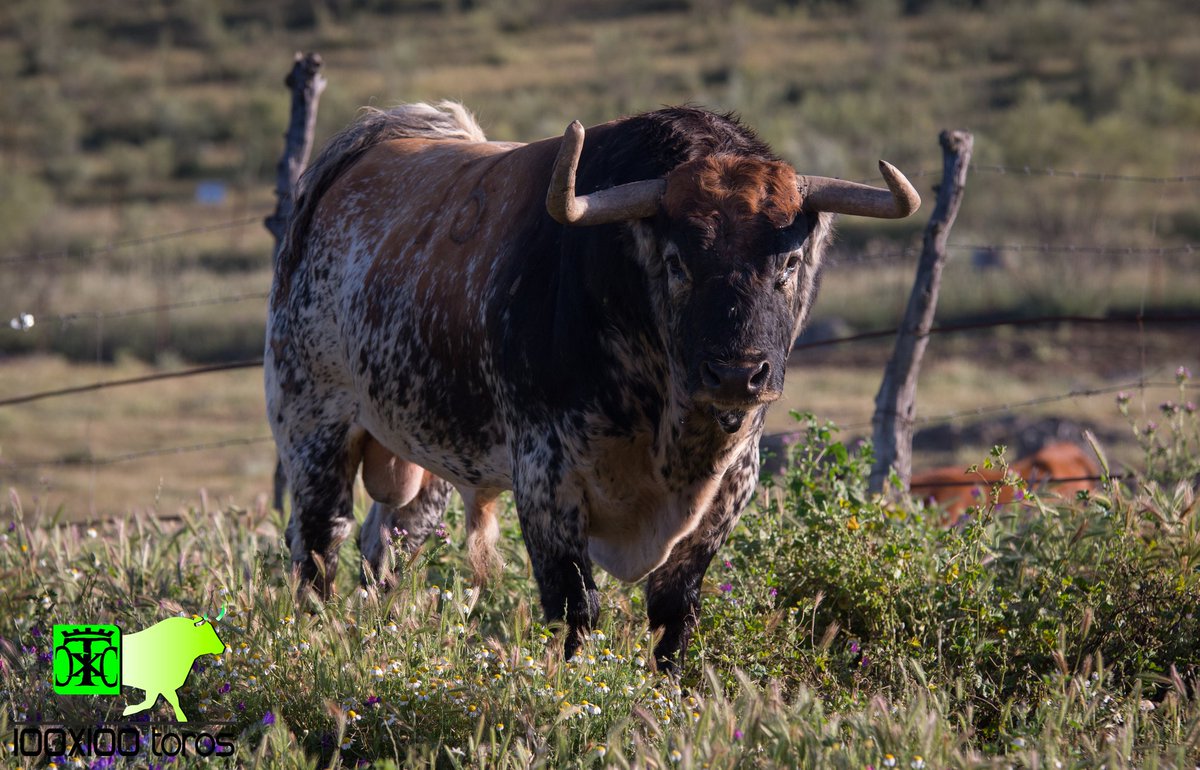 •Yunquera de Henares (GU)
-Ganadería: <a href="/Decastajijona/">GANADERÍA PEÑAJARA</a> 
-Nombre: Tulipán
-Número: 16
-Guarismo: 1
@ToroMundialOle