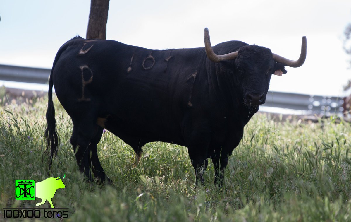 •Yunquera de Henares (GU)
-Ganadería: Alcurrucén
-Nombre: Zambombo
-Número: 167
-Guarismo: 1
@ToroMundialOle