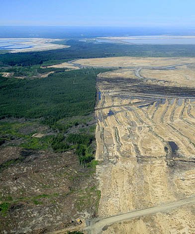 #DiaMundialDelMedioAmbiente Nuestro planeta nuestra casa en últimos años perdió millones d Ha d bosques nativos STOP