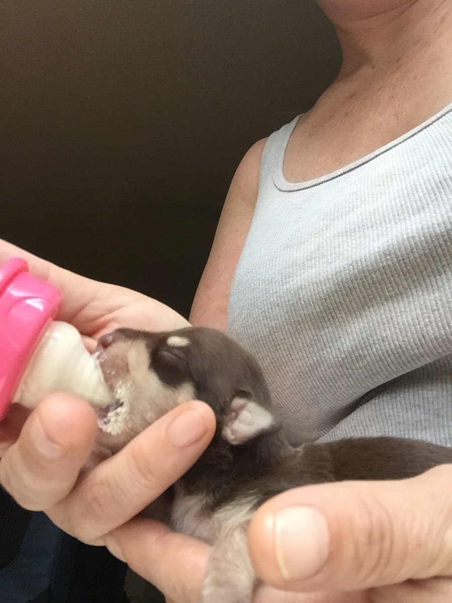 Our baby girl is growing stronger! ❤️🐶🍼