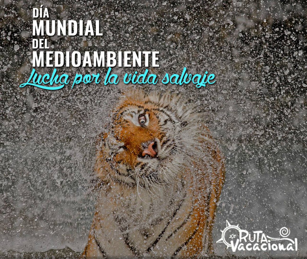 rutavacacional's tweet photo. #DiaMundialDelMedioAmbiente Tu puedes ser el cambio que desea ver el mundo #VidaSalvaje #DomingoDeGanarSegidores https://t.co/TiyxXhVxgY