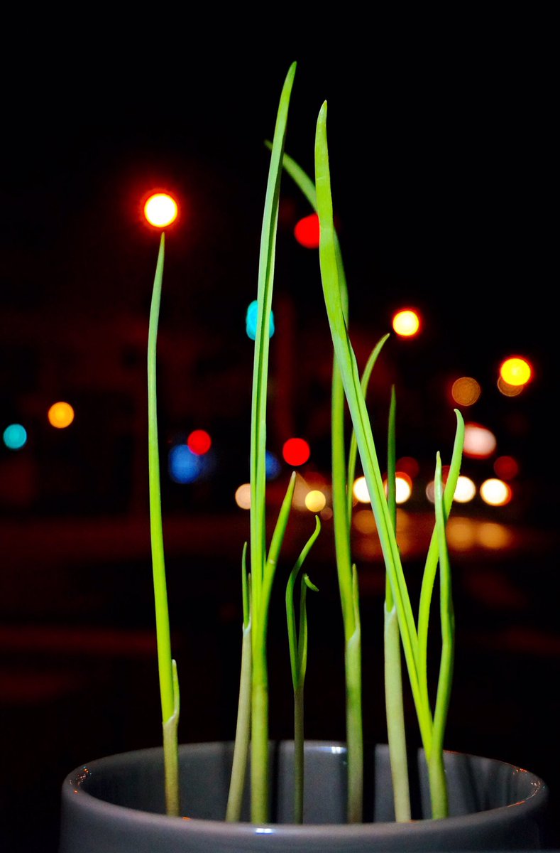 codea7904's tweet image. #Blessed #Lovelife #Oneperson #Newfferent #plant #light So surprised. 🌱Something growing up~