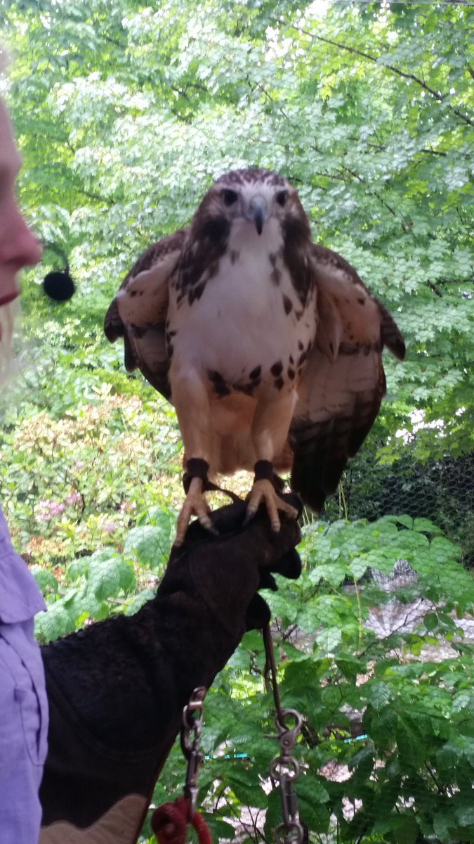 WhentheBleep's tweet photo. Thanks @RaptorsSoar @SeeRockCity for dressing me as a squirrel and having #raptors hunt me. Learned a lot. https://t.co/AHOj5NuGJ7