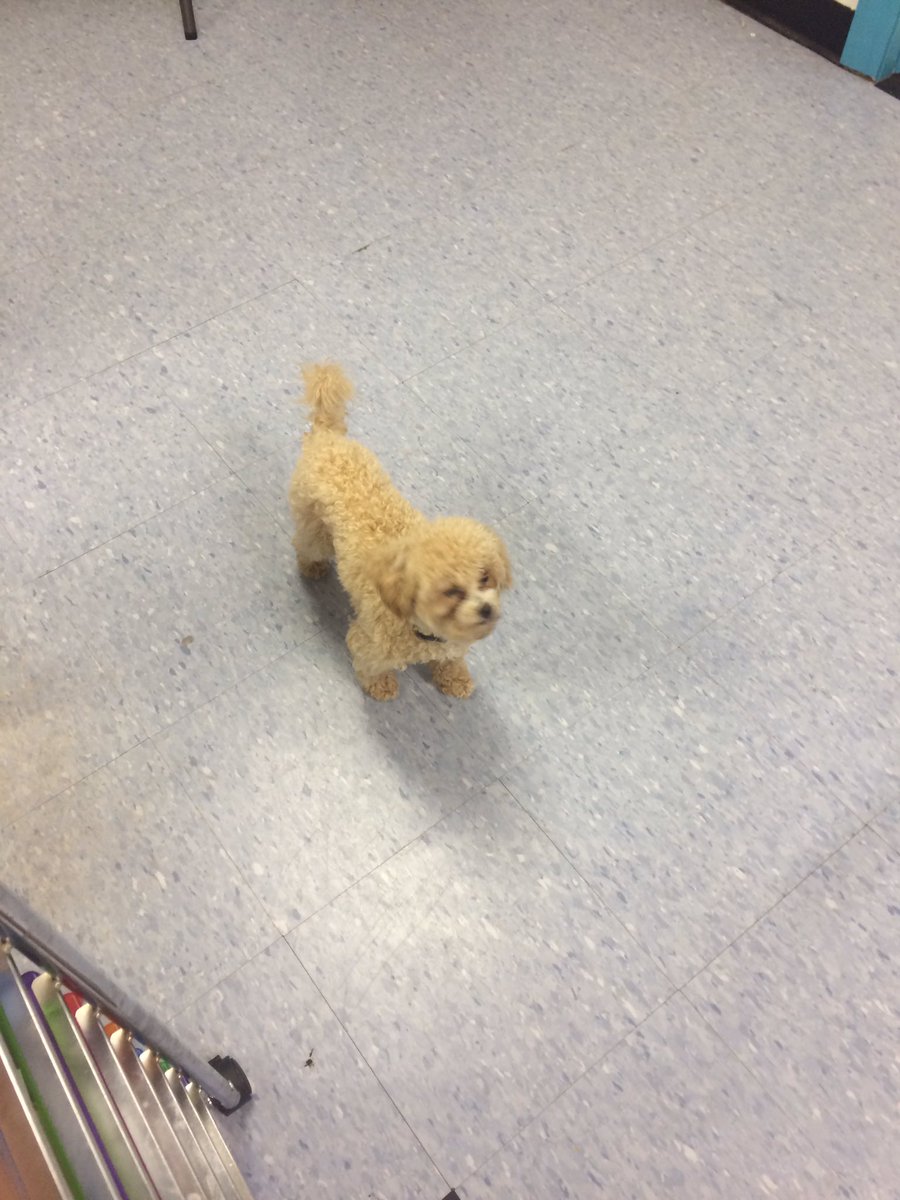 HappyDogsWloo's tweet image. Hey there little Raider!! #happylittledog