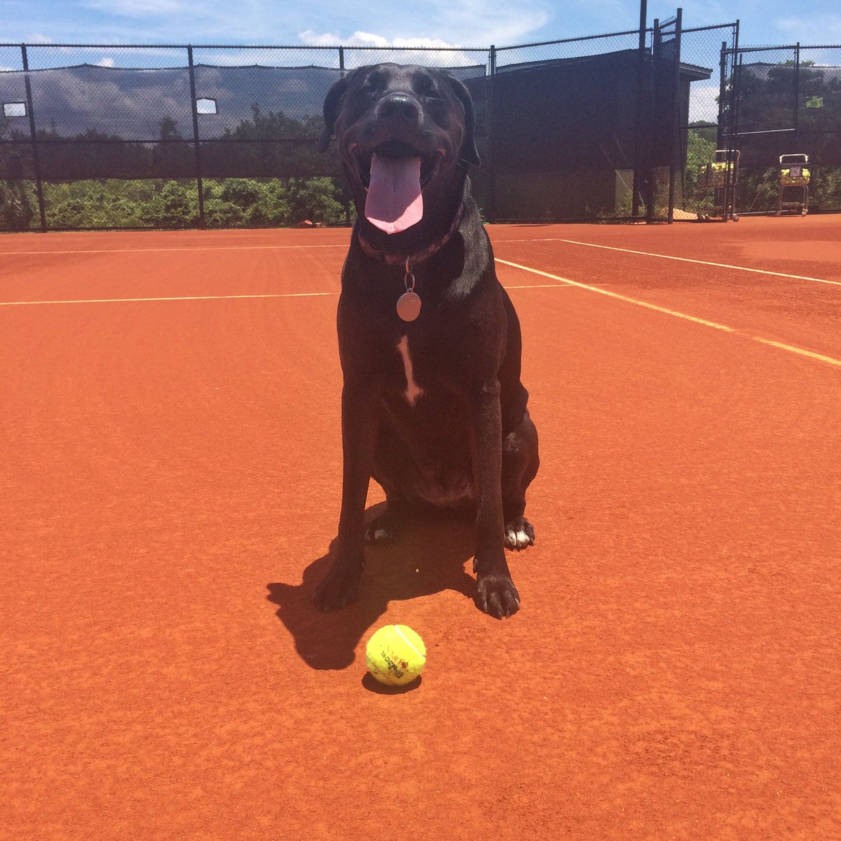 Texas Dog Adventures (TXDogAdventures) Twitter