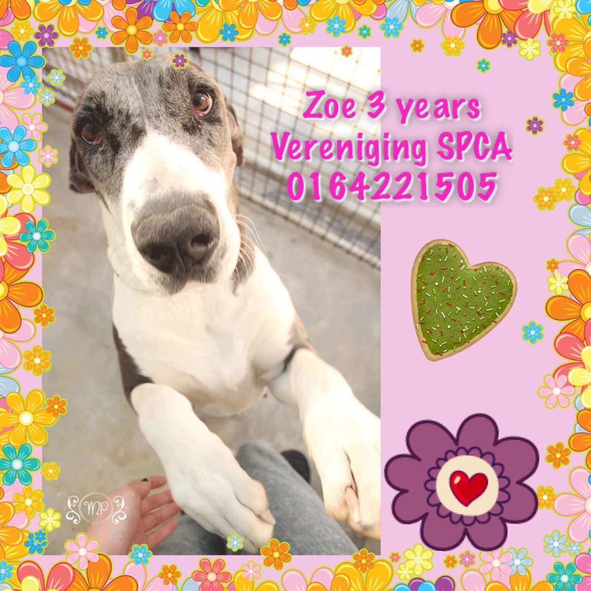 Great Dane Rescue South Africa (@greatdanerescza) on Twitter photo 
