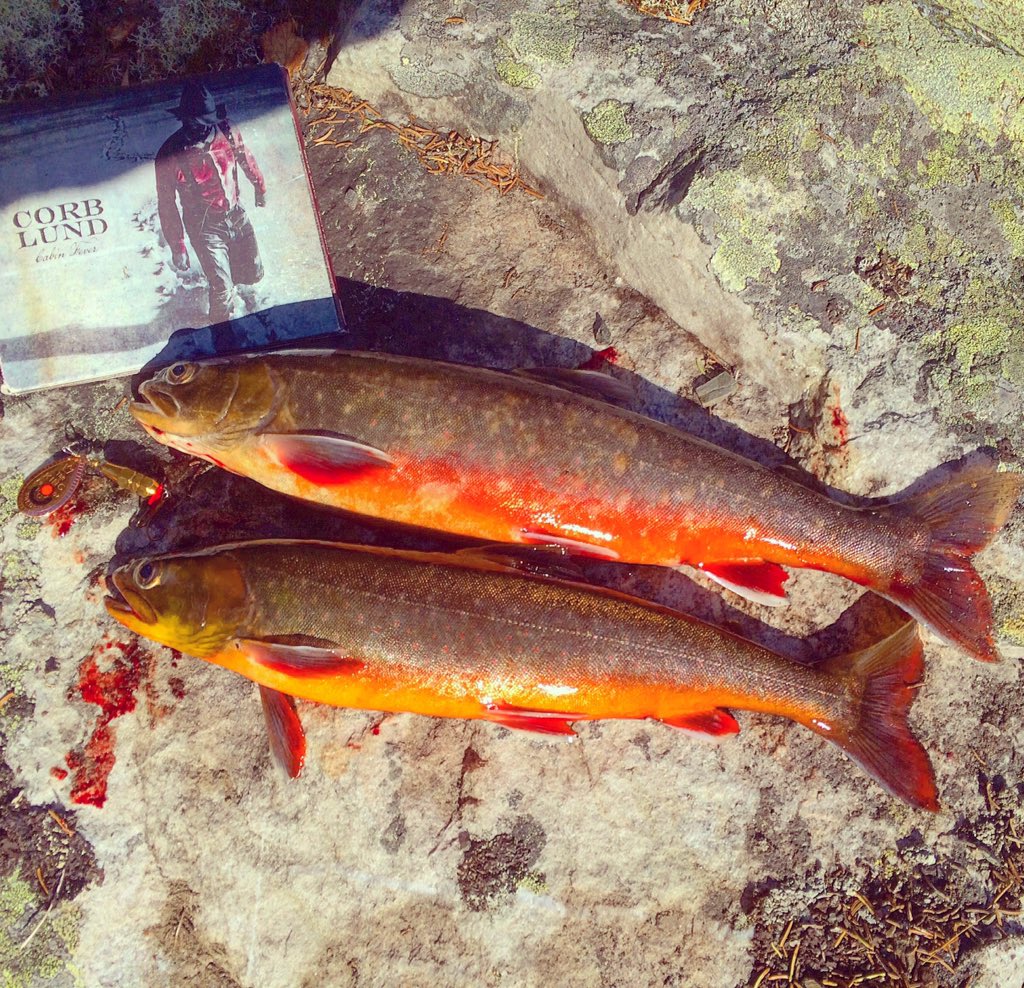 HonkyTonkson's tweet photo. Kopparkingen levererar! 👑🎣 #fjällfiske #röding #corblund @CorbLund https://t.co/hTNiDzjQZZ
