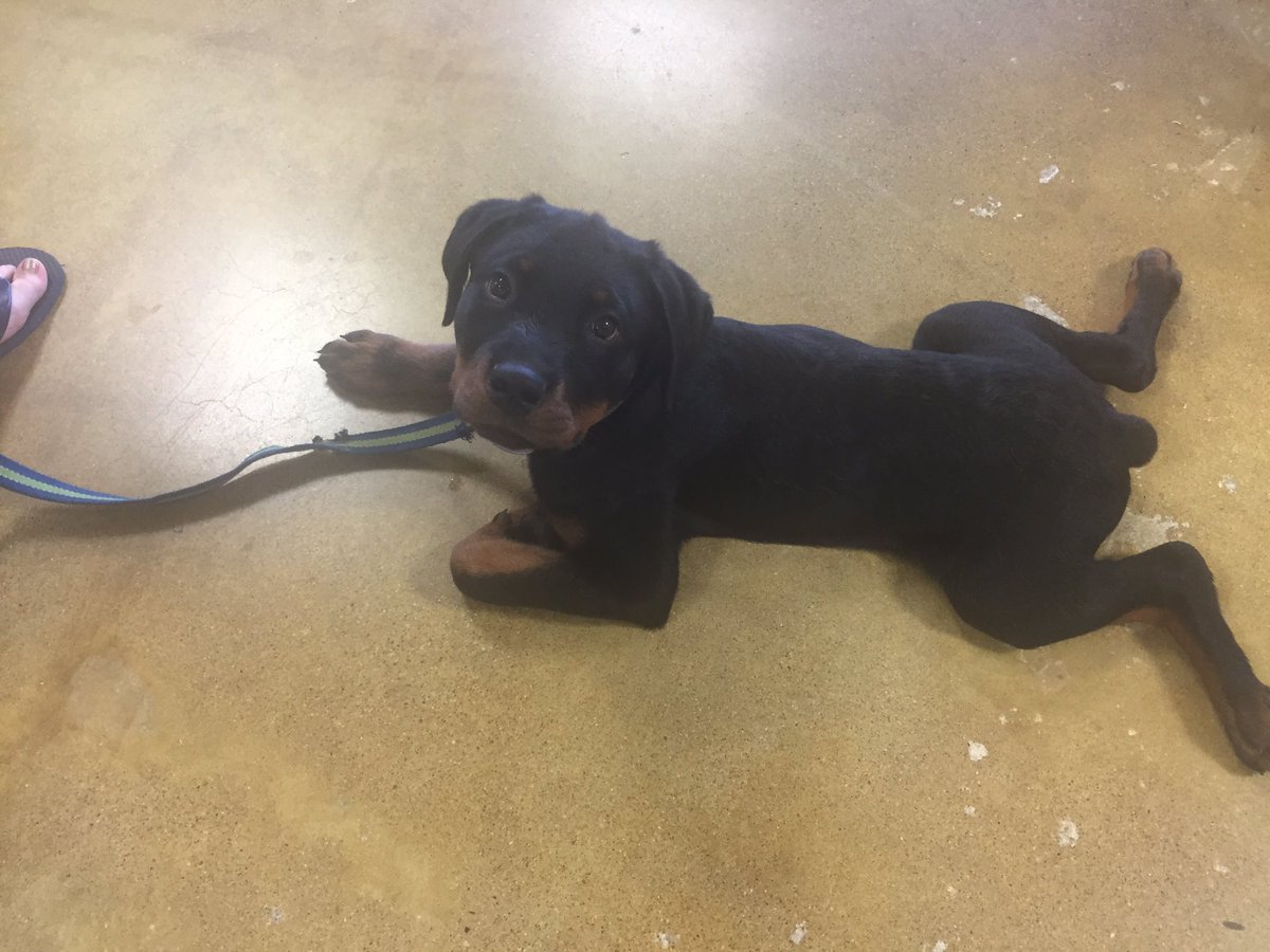 PetSmart Raynham (raynham2480) Twitter