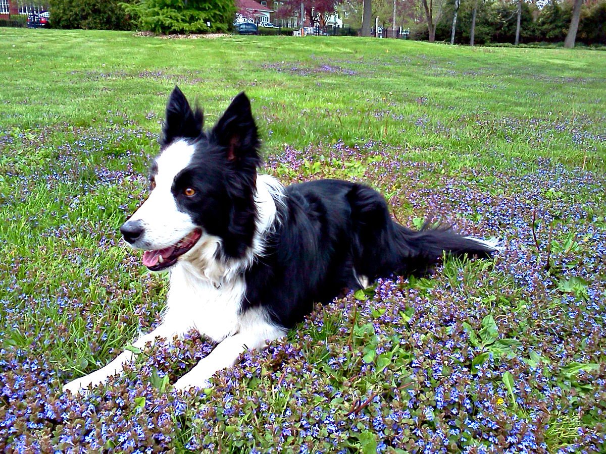 Ryder_BC's tweet photo. Also found the last patch of #spring #flowers, the landscapers missed. BOL #purple #bordercollie #dogsoftwitter https://t.co/DMgNZCET9b