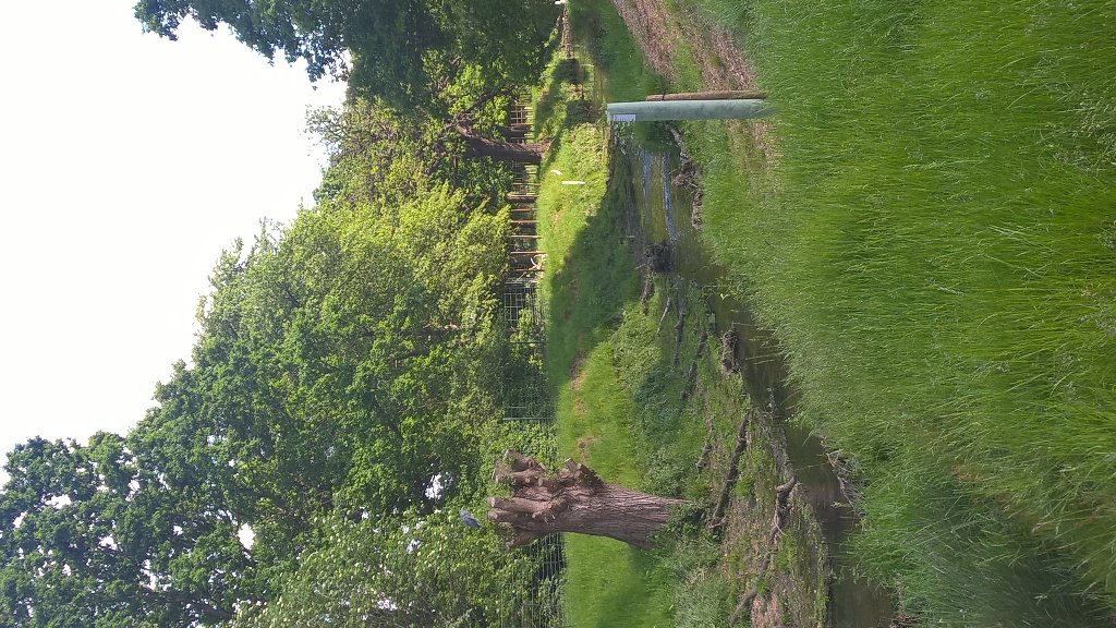 MarkGSuDS's tweet photo. Richmond Park #LondonTreeWeek #LondonCanopy https://t.co/QNHKVGyrl7