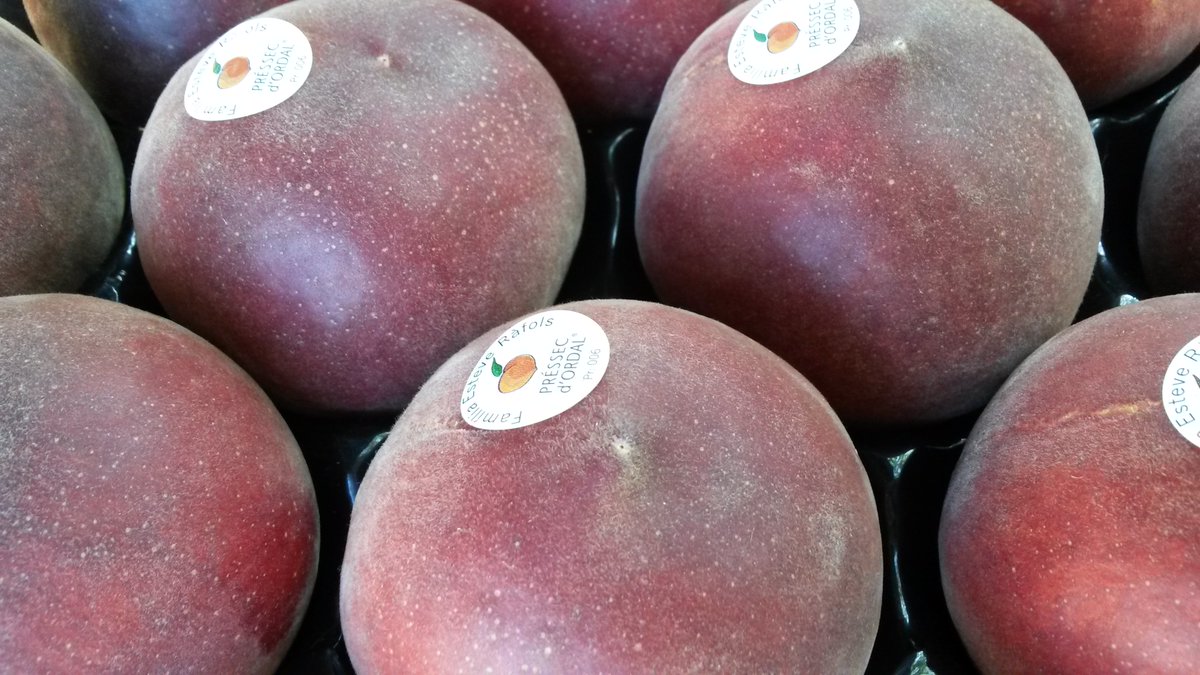 Ja hem collit els primers préssecs de la temporada! #pressecdordal #subirats #penedes