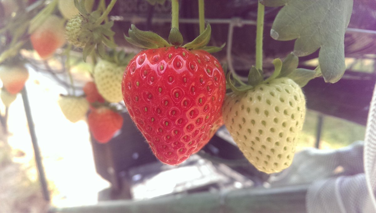 ClareMoriarty's tweet photo. Fascinating #OpenFarmSunday visit to #Colworth Farm learning about what goes into growing lovely strawbs and raspbs https://t.co/4OL6WWGsm0